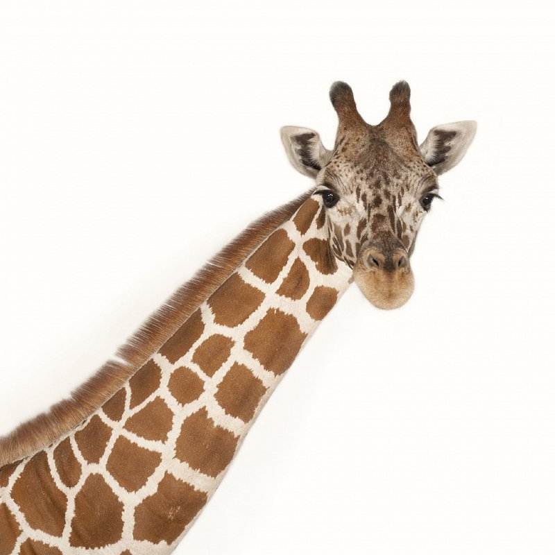 5ea05ad2a8f5a_giraffe_thumb.jpg