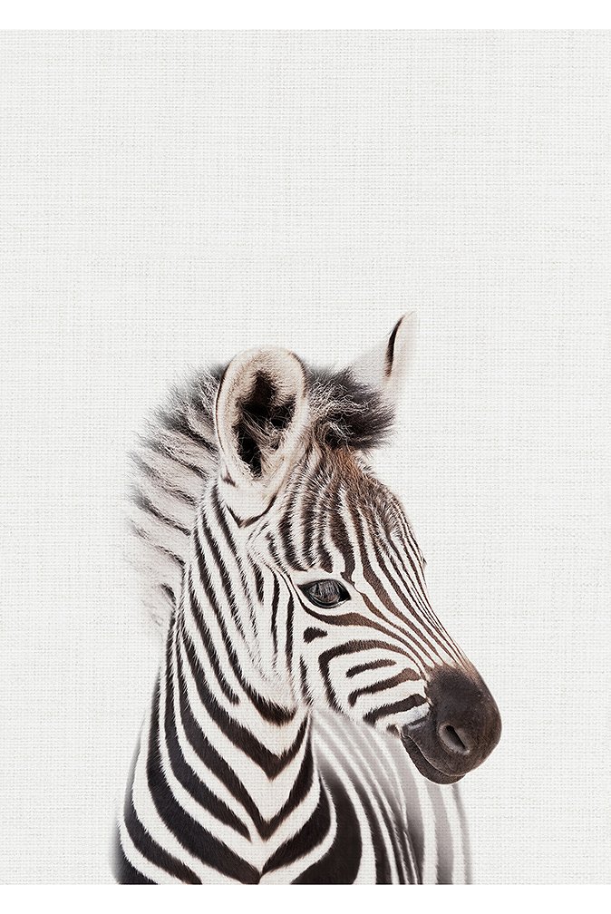 5eda9de07252b_02size_5x7ratio_zebra_canvas_oonawallart.jpg