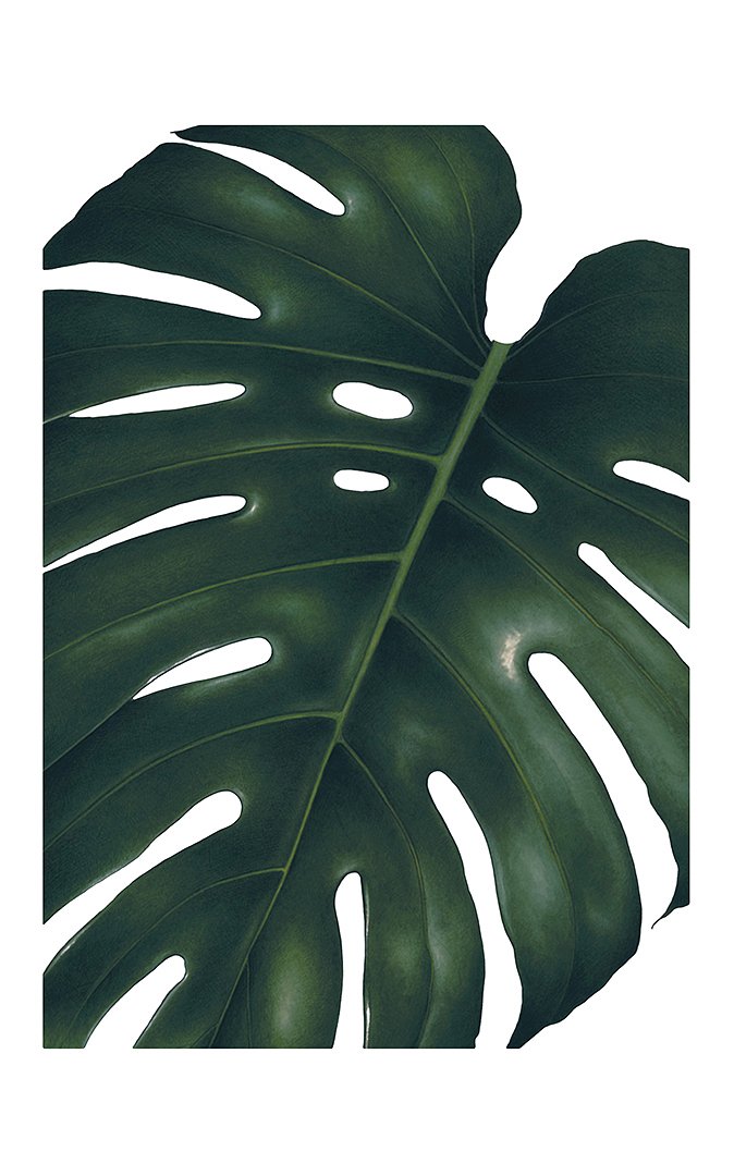 5f84773048f9d_50x70-Monstera-01.jpg